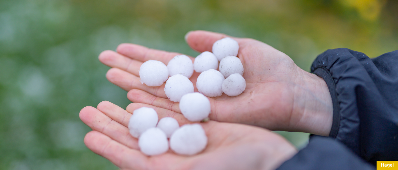 Frauenhand hält große Hagelsteine nach einem Sommergewitter. Der Schaden, der damit angerichtet wird, kann enorm sein.