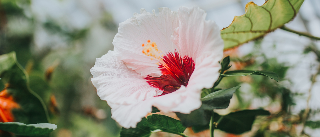 Hibiskus im Wintergarten