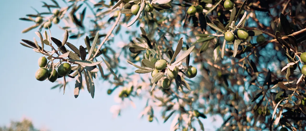 Olivenbaum im Wintergarten